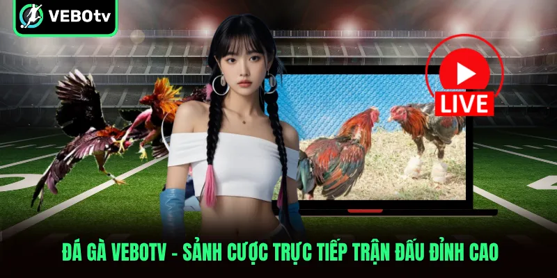 Đá Gà VeboTV Sảnh Cược Trực Tiếp Trận Đấu Đỉnh Cao